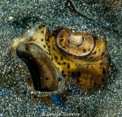 Eye in the Sand!!! by George Touliatos 